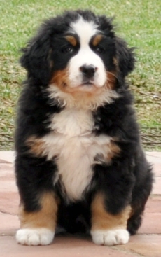 Bella bernese mountain dogs